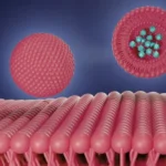 Liposomal Drug Delivery Boosts Bioavailability